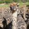 De Oude Meul Game Farm