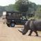 Nkambeni Safari Camp - Hazyview