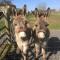 The Buteland Stop Rosie off grid Shepherds Hut - 贝灵汉姆