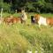 Holiday farm situated next to the Kellerwald Edersee national pa