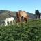 Farmhouse with stables horses and the ability to make horseback riding