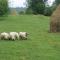 Breb s Cosy Barn