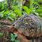 St. Lucia Wetlands Guest House - St Lucia