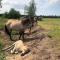 B&B De Konik Bourtange