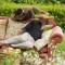 Les Roses de Montherlant photo 20