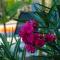 Sirayane Boutique Hotel & Spa Marrakech