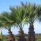 Three Palms Apartment