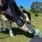 Pukeatua Farmstay