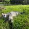 Pukeatua Farmstay