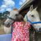 Pukeatua Farmstay
