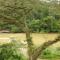 TEBiNG Guest House Taman Negara Malaysia Kuala Tahan