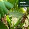 9B EKAHI VILLAGE-STUDIO BATH, GARDEN VIEW - 1 MINUTE STROLL to BEACH!