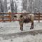 Texas Longhorn Ranch Neumannhof