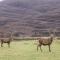 Stalker's Cottage - Torridon - Акнешин