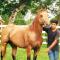 Banana Bank Lodge & Jungle Horseback Adventures