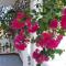 Comfortable Apartment in Pereybere 50 sqm Fenced Garden
