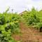 Working Vineyard and Private Pool Villa in Plymouth
