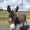Spire View - New Forest Holiday Home
