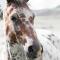 Wild Horses Lodge