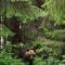 Bear Watching Hide of Alutaguse - Palasi
