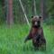 Bear Watching Hide of Alutaguse - Palasi