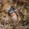 Sultan Pansion Bird Paradise - Ovaciftlik