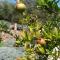 B&B Il Giardino