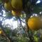 Finca El Topacio Circasia-Quindio