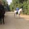 The Farm - Hotel & Horse Riding