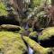 Sassafras Springs