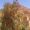 Auberge Le Festival Todra Gorge - Aït Baha
