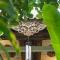 Adara Homestay