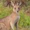 Birdsong Ridge - where nature meets the ocean. Birdsong Ridge - where nature meets the ocean.
