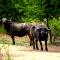 Buffalo House @Bankenkloof Private Game Reserve