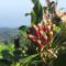 Munduk Clove