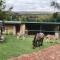 Thabametsi Farm