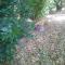 Rancho Apar T -