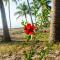 Hibiscus Beach House