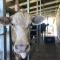 Bestbrook Mountain Farmstay