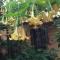 Eco Pousada Jardim do Eden