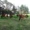 La Isabela Estancia Ecuestre