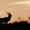 Woodbury Tented Camp