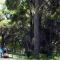 Grey Gums on Jervis Vincentia