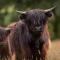 Lawers Luxury Glamping Pet Friendly Pod at Pitilie Pods