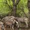 InniBos Marloth Park