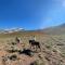 Mountain Aparts Cirrus