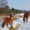 Chalet Op De Veluwe # Berk