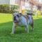 Hotel Lagoon - Pet Friendly