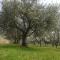 al Merlo Olivo, rural istrian house