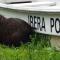 Iberá Porá